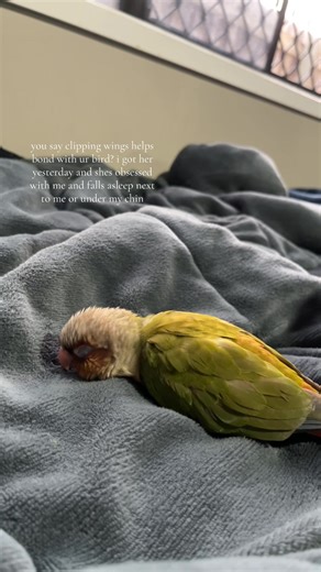 Love and Bonding with My Conure