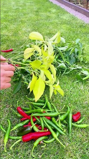 Six Years of Our Gardening (Episode 118)