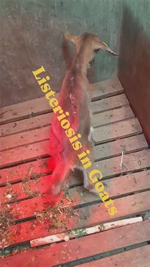 Circling Disease Listeriosis in Goats #animals #goat #sheep #farming #viral #agriculture #fyp #pig