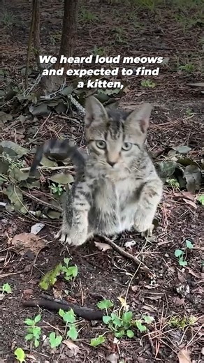 We’ve seen a lot of neglected animals, but even we were shocked – a tiny, trembling kitten chained to a tree?! 😧 Here’s how we gave Cory the life he always deserved ⛓️‍💥🐱 | PETA (People for the Ethical Treatment of Animals)