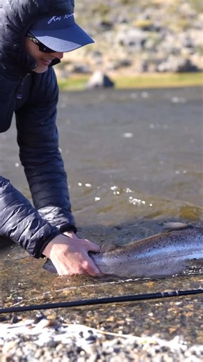 Rocket release of a chrome sea-run brown at Las Buitreras 🚀 #lasbuitreras #searunbrowntrout #seatrout #trout #flyfishing #estancialasbuitreras #argentina #patagonia #southernpatagonia #havsöring #sjøørret #meritaimen #flugfiske #fliegenfischen #solidadventures #patagoniaargentina #southamerica | Solid Adventures