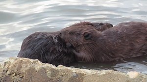 Happy Valentine’s Day! Beavers mate for life. In this video, I have compiled a bunch of clips I have filmed of beaver mates grooming each others’ fur. It looks so sweet and loving, and is a part of their daily routine. Enjoy! #beavers #cuteanimals #valentine | Mike’s photos and videos of beavers