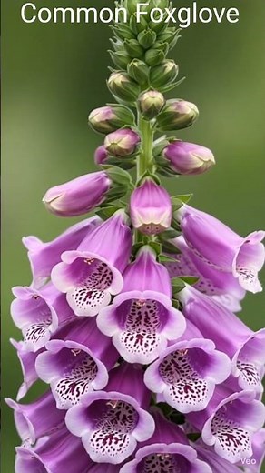Common Foxglove #cute #flowers #foxglove