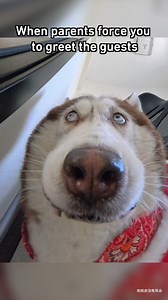 Hi. Bye. - #barked #dog #doggo | Barked