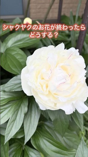 《シャクヤクのお礼肥忘れないでね》5月のガーデン🪴 #02友 #02onz