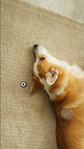 Have you noticed if your dog has farted? #dogs