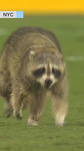 13K views · 261 reactions | Once upon a time in Chester... 劣✨ | New York City FC | Facebook