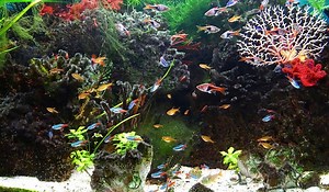 Differentiate Phoenix Rasbora vs Chili Rasbora - Aquatic Eden