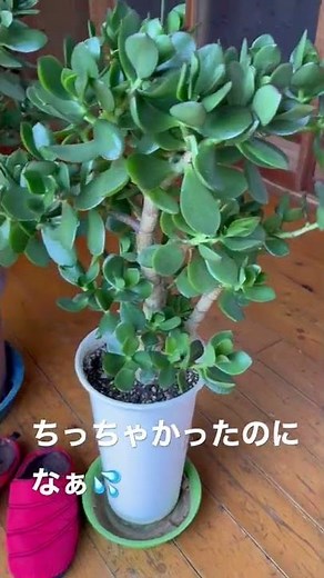 【観葉植物】金のなる木（カネノナルキ）置き場所が成長に適所なのね