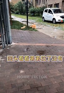 Tik Tok dogs and cats | Can't stand it # 29 | Cat and Dog so Cute tik tok | Diana and Hidden Surprise Toys