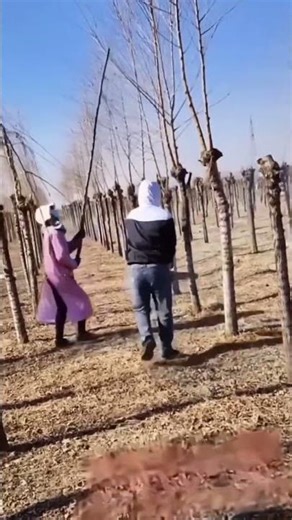 Pruning tree top branches process