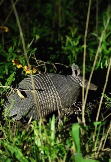 Spotting armadillos in Texas: What you need to know