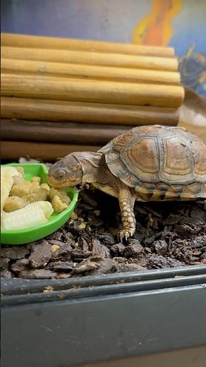 Breakfast time for our eastern box turtles