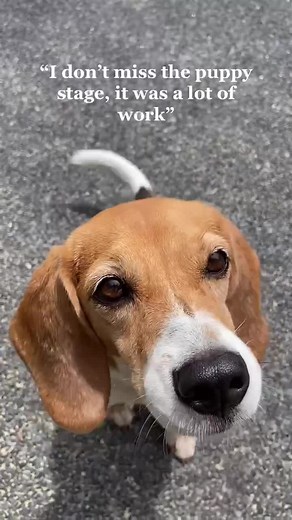 joining this trend with baby blue 🥺🤍💙 #dog #cute #puppy #trend #beagle #fyp #dogsoftiktok #foryou