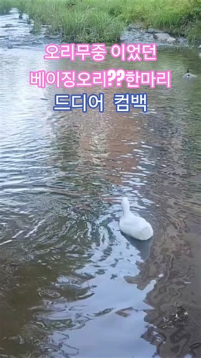 안양유원지 드디어 돌아온 베이징오리?? (White)