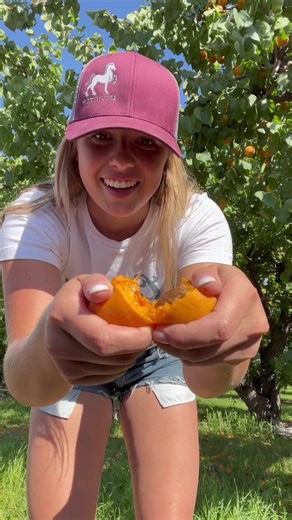 Delicious Apricot Picking at Medivilla Orchards