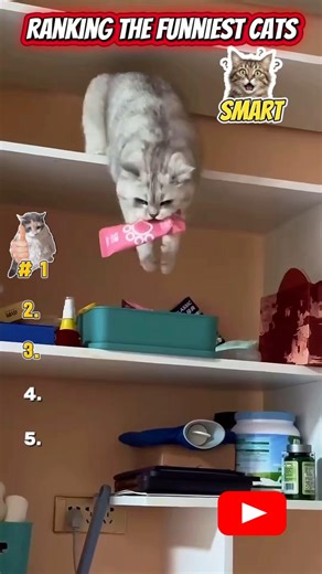 Ranking the Funniest Smart Cats 🧠😹