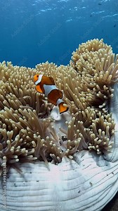 False Clown Anemonfish (Western Clownfish) - Amphiprion ocellaris, living in an anemone. Underwater world of Tulamben, Bali, Indonesia. 4k slow motion.