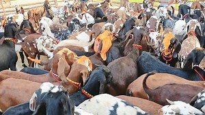 pure up black Beetle bakri black Beetle bakriya Charitra Naveed goat farm per Aata Karen bilkul Sasti price Mein Janwar kharidari Karen 2020 Nava Mahina 22 tarikh | Naveed Goat Farm