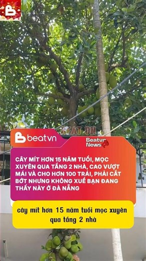 Độc lạ Đà Nẵng: Cây mít mọc xuyên tầng 2, gánh hơn 100 trái cắt không xuể. Ảo ma thực sự!
