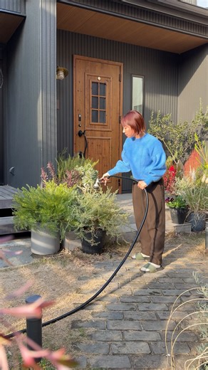 Atsuko | 季節感のある暮らし on Instagram: "ミモザが成功しそうな話 お庭作りは失敗と成功の繰り返し。 ずっと憧れていた アカシアのあるお庭。 この家に引っ越してきた時に 一番日当たりがいい場所に植えてみたものの 上手く育ちませんでした😭 植物が育つ/育たないって ・育て方 ・環境やその時の気候 ・買った苗の質 など色々な原因があるので どうしても育てたいものは、 対策をしながら 2〜3回はトライするようにしています💪 ミモザは日当たりが大切と聞いていましたが、 やはり住宅に囲まれた、 ・家的には日向 ・庭的には半日陰(1日中日が当たらない) という環境には難しいのかな🥺 と諦めかけていたのですが… なんだか、 好きとか嫌いとか、 お庭に合う合わない関係なく 意地でも成功させたくなって😂 2025年2月に アカシアテレサという 樹形が小さい小型品種に出会ったんです。 試しに植木鉢に植えてみたら、 みるみる大きく、ふんわりと成長👏 そしてたくさんの花芽をつけました😭✨ 来春、8年目の挑戦 上手くいきますように😌 #ガーデニング #ミモザ #庭づくり"