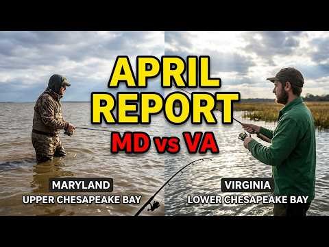 April 2026 Chesapeake Bay Fishing Report | Maryland vs Virginia Fish Movement