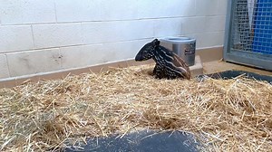 24K views · 1K reactions | We have a new arrival! Please welcome the Zoo's first-ever Malayan tapir baby who was born shortly after 8 pm on January 20, 2020. The male calf was named “Luther” by his Zoo Keepers for the holiday he was born on – Martin Luther King, Jr. Day. For more information on Luther, please read our blog: https://virginiazoo.org/2020/02/meet-luther/ | The Virginia Zoo | Facebook