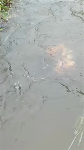 monkey madness (@monkey.madness3)’s videos with original sound - monkey madness