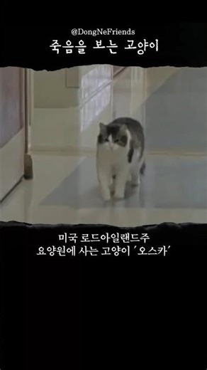 곁에서 자면 죽는 고양이 오스카