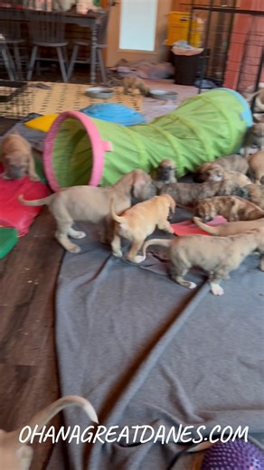 Puppy galore over here | Ohanagreatdanes Ofmichigan