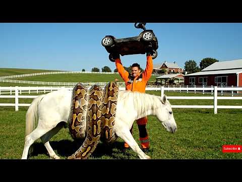 animal rescue :Giant Python Attacks Horse: An Incredible Emergency Rescue Mission