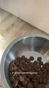 Worried because your dog isn’t eating properly? Discover common reasons and practical solutions to get your furry friend back on track with their diet. 🐶 | Oh Crap