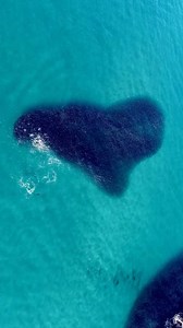 26K reactions · 8.4K shares | I #love you all you guys and my Dollies  #dolphins at #tamaramabeach . #dronesharkapp #oceanlove #loveocean #oceanheart #heartofthesea | Drone Shark App | Facebook