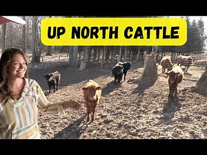 Wintering Dexter Cattle: Up North!