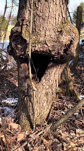 Alien Tree Monster