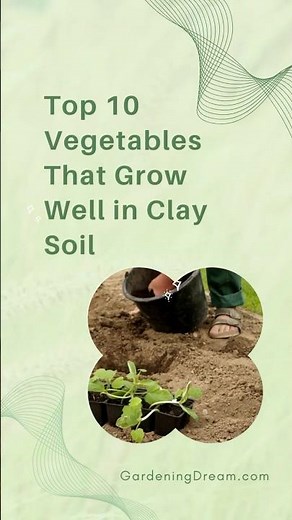 Top 10 Vegetables That Grow Well in Clay Soil