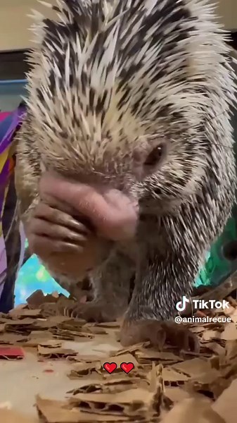 Cute Baby Hedgehog Videos on TikTok