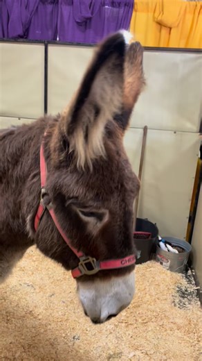 Last day of the MA Equine Affaire! Come down and see Rocky in the Breed Pavilion and Sally in booth 722 in Better Living! | Sally Batton Equestrian Clinics