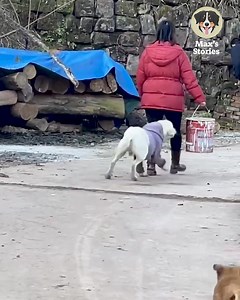 6.8M views · 143K reactions | Dog takes everyone's things! 藍 | Creative Planet | Facebook