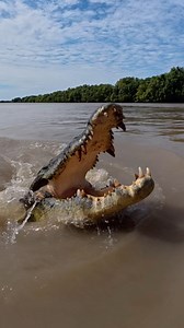 Mudzilla getting after it on the Adelaide River. Saltwater Crocodiles have tremendously powerful tails that drive them up and out of the water after prey like lizards, snakes and birds on branches, and wallabies, pigs and buffalo up on high banks. Big crocs can launch up to 3quarters of their body length VERTICALLY out of the water.. for a 4m croc, that’s a 3m vertical leap.. I reckon that’s a bloody good reason to keep your arms in the boat and keep your distance. Besides being highly illegal, 