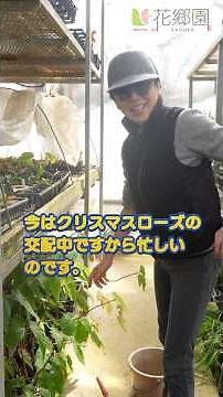 Begonia cuttings are urgently needed.