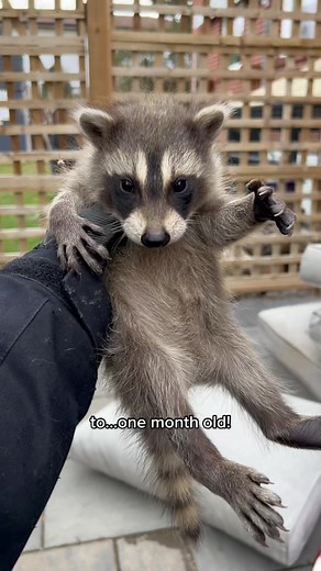 Raccoon Growth Progression Captured in 14 Seconds