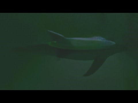 (FIXED) Weredolphin transformation ASMR (READ DESCRIPTION)