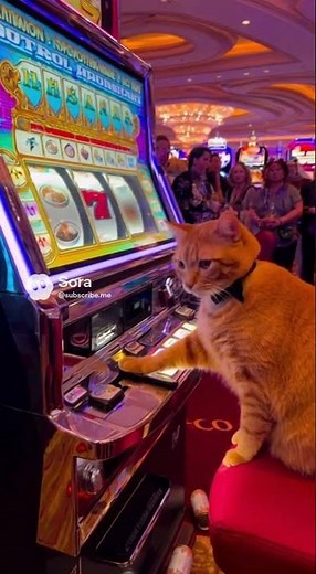 Cat Plays Slot Machine 💰 Wins Ultimate Cat Food Jackpot!