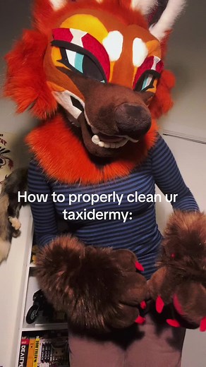 Ah made you lewk 🤭😛 #furrytiktok #furry #wolf #fursuit #furrydance | Taxidermy