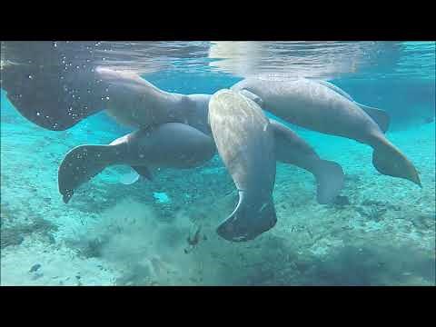 Manatees mating at Weeki Wachee