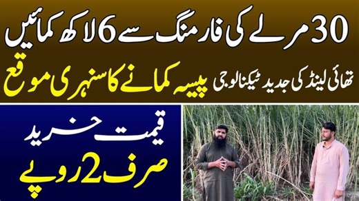 Super Napier Grass Farming In pakistan 03017121956=03457121956 | Sada Sohna Des Punjab