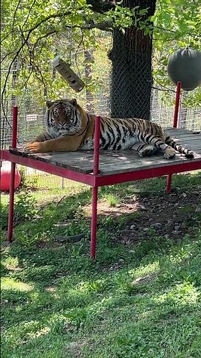 This handsome tiger was enjoying a peaceful start to his day— UNTIL...