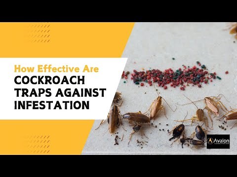 How Effective Are Cockroach Traps Against Infestation?