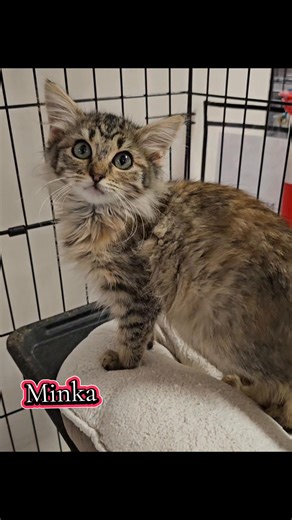 We aren't cattin around! It's National Cat day! Today only these cats below will have an adoption fee of $20. Come meet them! ❤️ Oreo and Smudge are FREE to adopt thanks to a kind sponsor! ❤️ #nationalcatday #adoptdontshop #catlovers | Concho Valley PAWS